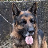 Disponibile per monta