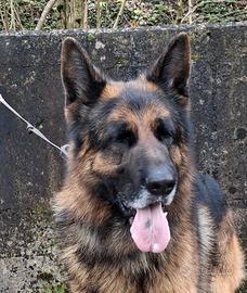 Disponibile per monta