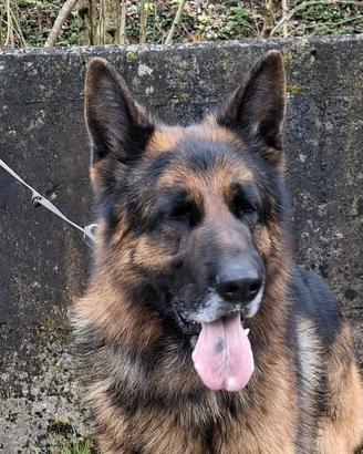 Disponibile per monta