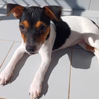 Jeck russell terrier tricolore