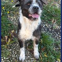 ROCCO bellissim e pieno di vita, urgent