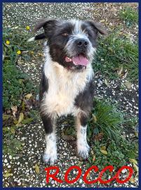 ROCCO bellissim e pieno di vita, urgent