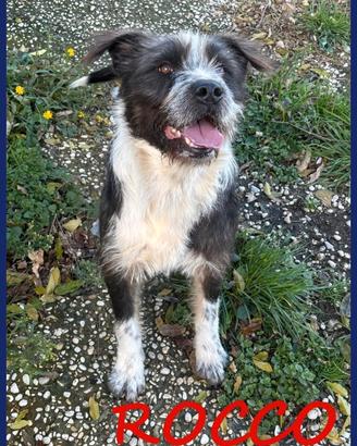 ROCCO bellissim e pieno di vita, urgent