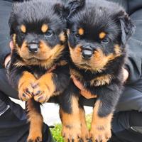 Cuccioli maschi di rottweiler