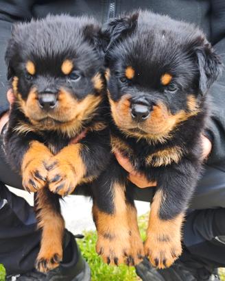Cuccioli maschi di rottweiler