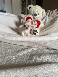 Chihuahua cucciolo