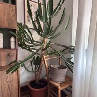 Grande Euphorbia trigona - Albero candelabro