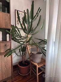 Grande Euphorbia trigona - Albero candelabro