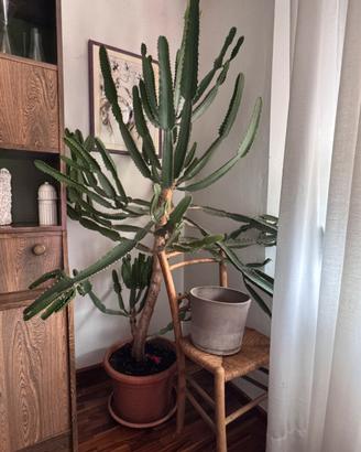 Grande Euphorbia trigona - Albero candelabro