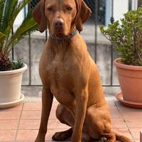 Bracco ungherese vizsla per monta/accoppiamento