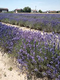 PIANTE LAVANDA ANGUSTIFOLIA