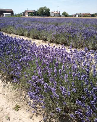 PIANTE LAVANDA ANGUSTIFOLIA