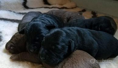 Cuccioli labrador retriever con pedigree