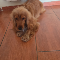 Cocker per accoppiamento