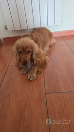 Cocker per accoppiamento