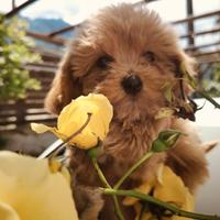 Disp Maltipoo