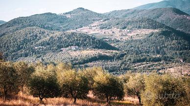 Terreno agricolo - Oliveto