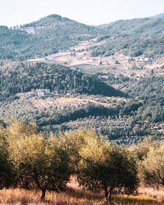 Terreno agricolo - Oliveto