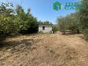 terreno-con-uliveto-e-vigneto