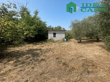Terreno con Uliveto e Vigneto