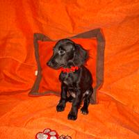 Incrocio tra cocker e barboncino nano