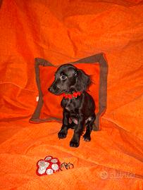 Incrocio tra cocker e barboncino nano