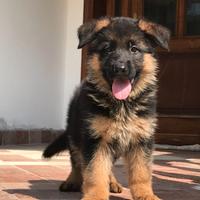 Cuccioli pastore tedesco