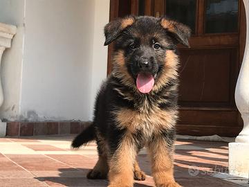 Cuccioli pastore tedesco