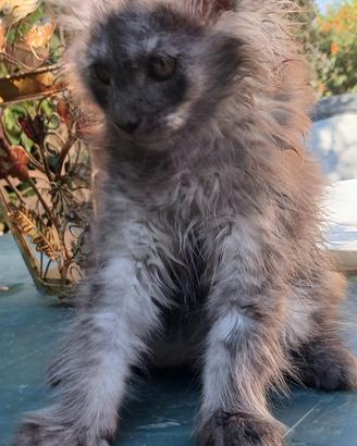 Maine Coon