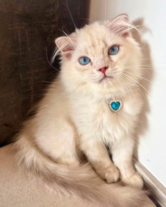 Ultimo Cucciolo British Long Hair - Maschio