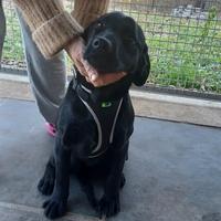 Cuccioli di labrador neri con pedigree Enci