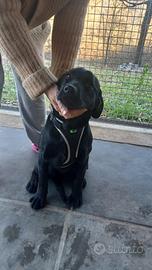 Cuccioli di labrador neri con pedigree Enci