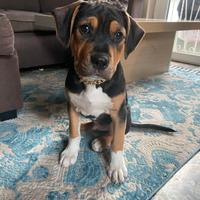 Cucciolo di amstaff tricolor