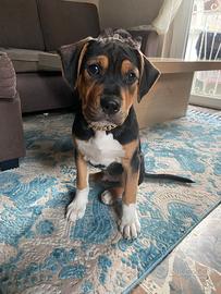 Cucciolo di amstaff tricolor