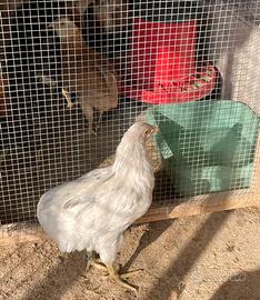 Coppia di araucana splash