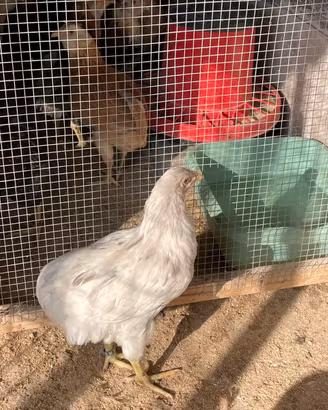Coppia di araucana splash