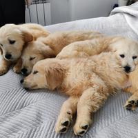 Cucciolo golden retriever enci