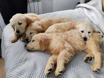 Cucciolo golden retriever enci