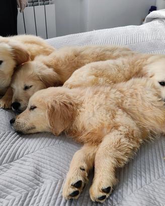 Cucciolo golden retriever enci