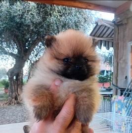 Volpini di pomerania toy