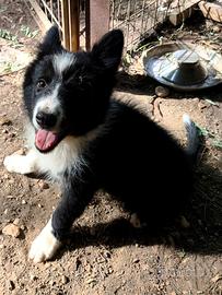 Border collie