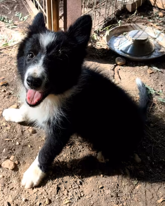 Border collie