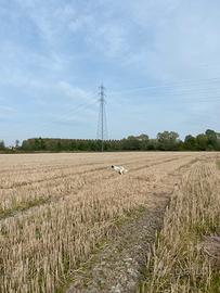 Setter inglese pronta caccia