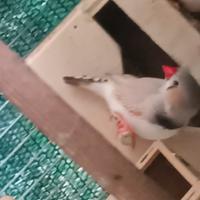 Diamantini bangalini