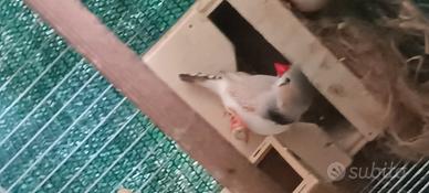 Diamantini bangalini