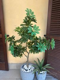Pianta da esterno