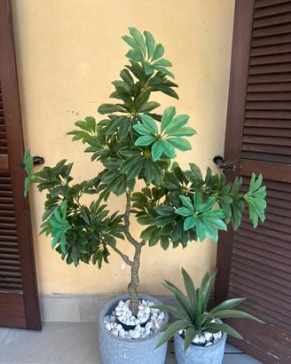 Pianta da esterno