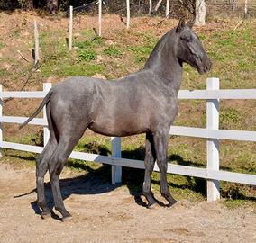 Cavallo spagnolo puledro