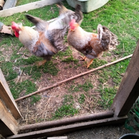 Galline ornamentali legbar crema