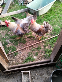 Galline ornamentali legbar crema